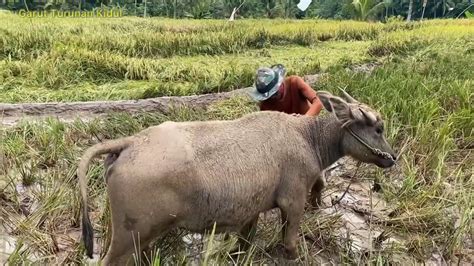 Kerbau Bajak Sawah Tradisional Suasana Pedesaan Jawa Barat Garut