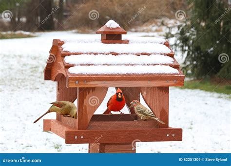 Birds On A Feeder In Snow Stock Image Image Of Songbird 82251309