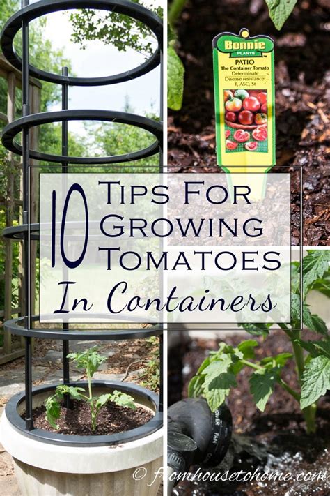 11 Of The Best Tips For Growing Tomatoes In Containers