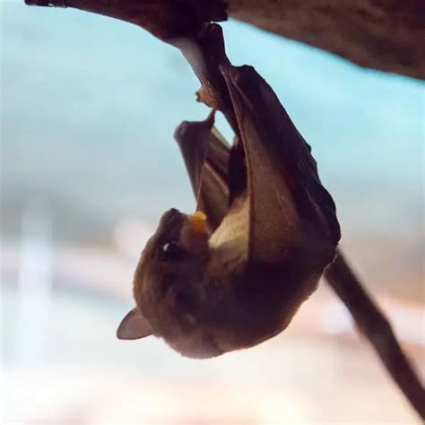 Egyptian Fruit Bat Facts Diet Habitat And Pictures On Animaliabio