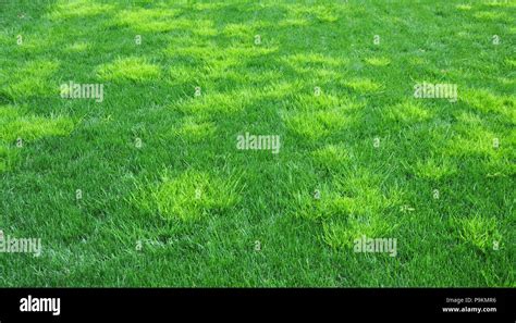 A Troublesome Annual Bluegrass Light Green In Color Called Poa