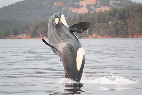 Southern Resident Orcas Return Islands Weekly