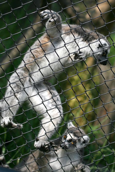 Ring Tailed Lemur 22 Kabacchi Flickr