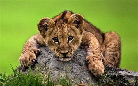 Cute Lion Cub Hd Wallpaper Background Image 1920x1200