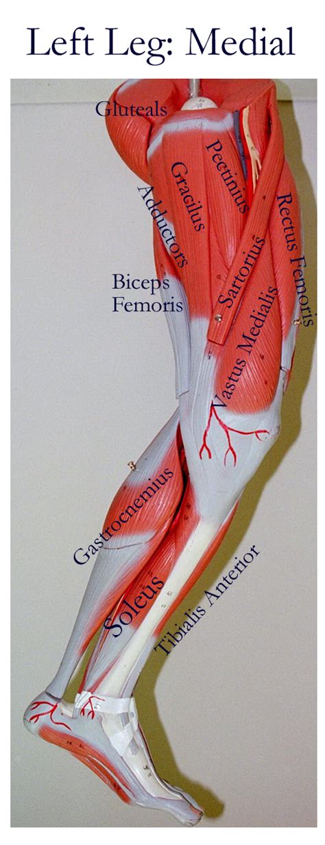 Upper Leg Tendon Anatomy Medial Compartment Of Thigh Muscles