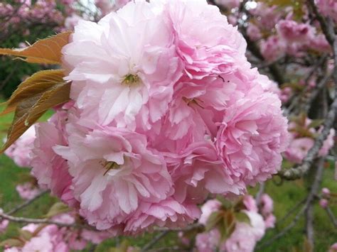 Kwanzan flowering cherry is a deciduous tree with an upright spreading habit of growth. Kwanzan Cherry | Flowering trees, Kwanzan cherry, Flowers