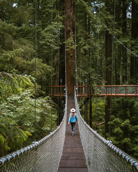 The Redwood Sky Walk In California Complete Guide To Adventure Bridges