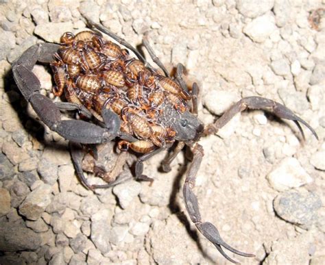 264 Best Images About Scorpions On Pinterest Glow Desert Scorpion