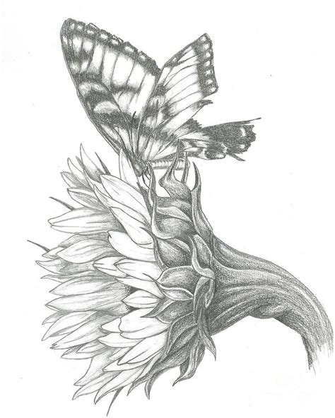 Butterfly On A Sunflower Drawing By David Lingenfelter