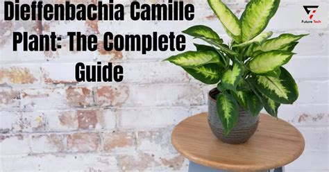 Dieffenbachia Camille Plant The Complete Guide Nurserynatives