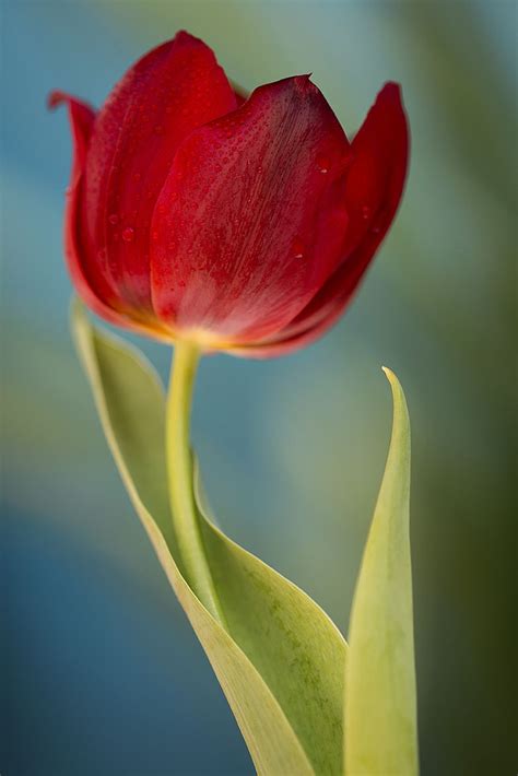 Artistic Realistic Nature Tulip Perfection On 500px By Julia Carvalho