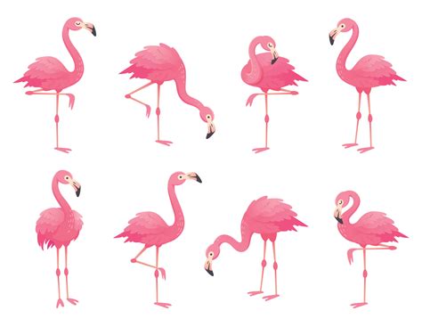 Exotic Pink Flamingos Birds Flamingo With Rose Feathers Stand On One Leg Rosy Plumage Flam