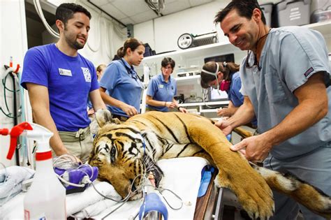 Giving them the opportunity to learn the importance these animals serve to the environment and humans alike. Big cats get special treatment at the Houston Zoo ...