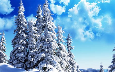 1920x1080 Resolution Snow Covered Pine Trees Hd Wallpaper Wallpaper