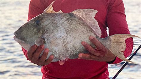 We Caught Huge Triggerfish With This Bait Triggerfish Catch And Cook
