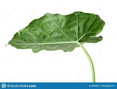 Fresh Taro Leaves Stock Image Image Of Healthy Vegetable 202959511