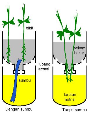 Sistem ini pun (terutama wick system) biasanya diperkenalkan di. Cara Budidaya Kangkung Hidroponik Menggunakan Botol Bekas ...