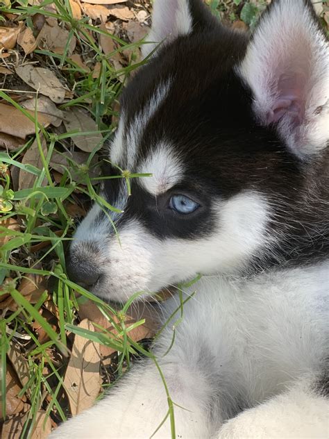 South africa · region : Siberian Husky Puppies For Sale | Florida Center, FL #327565