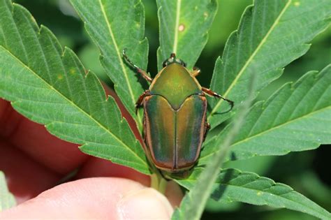 Green June Beetle Adults Extension Entomology
