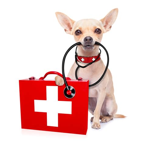 Medical Doctor Dog Dandenong Veterinary Hospital