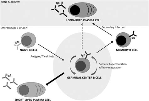 A New Model For Ige Plasma Cell And Memory B Cell Differentiation