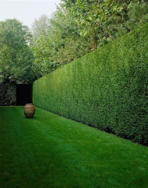 Long Tall Leylandii Hedge With A Large Urn To Give Structure And