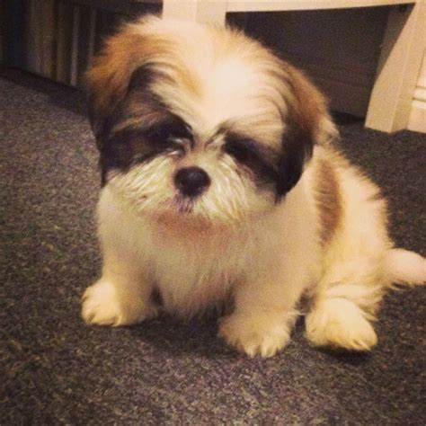 Beautiful Male Shih Tzu Puppy 9 Weeks Swansea Swansea Pets4homes