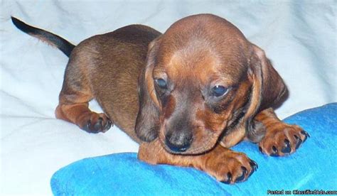 Our puppies are well socialized and ready to make your house doxie friendly. Darling Miniature Dachshund Puppies - Price: $219 for sale in Ruskin, Florida - Best pets Online
