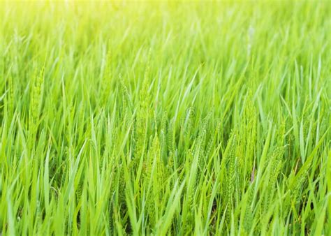 Green Spring Grass Stock Image Image Of Cultivation 25178285
