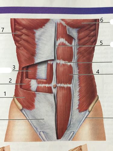 Muscles Of The Abdominal Wall Flashcards Quizlet