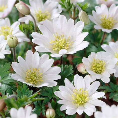 Maybe you would like to learn more about one of these? White Splendour Anemone | Spring flowering bulbs, Bulb ...