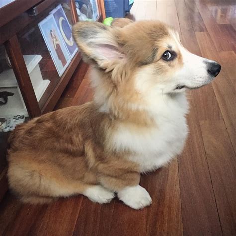 The Look I Get It All The Time Corgi Funny Cute
