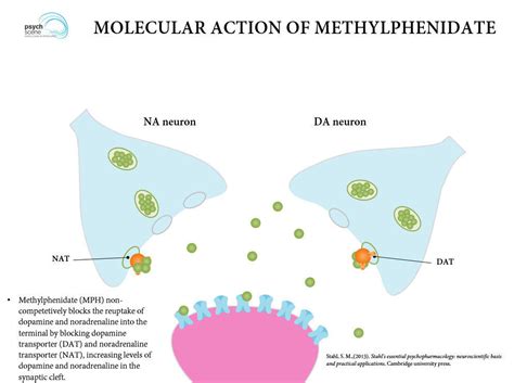 What Is The Mechanism Of Action Of Methylphenidate Ritalin Concerta