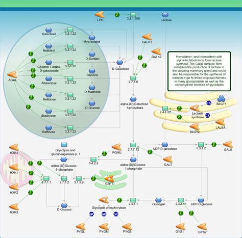 Galactose Metabolism Pathway Map Primepcr Life Science Bio Rad