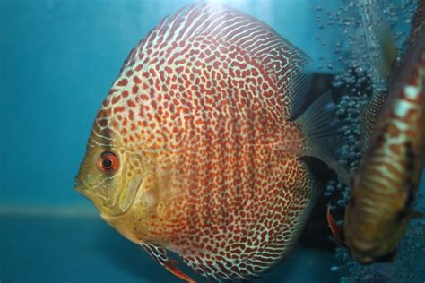 31 Types Of Discus Fish With Pictures Pet Keen