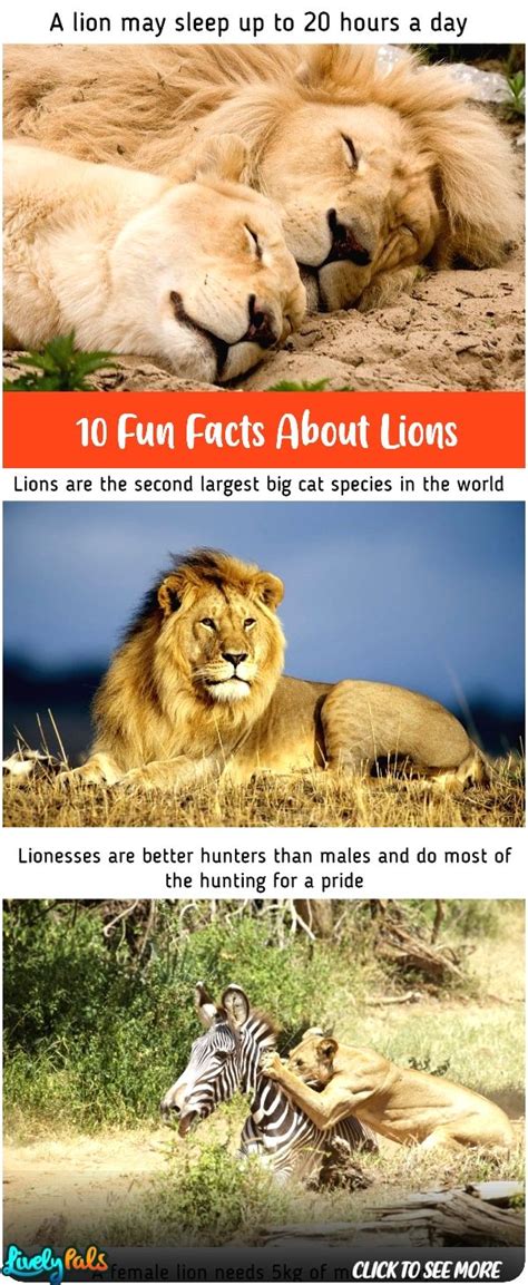10 Interesting Fun Facts About Lions You Probably Didnt Know Before