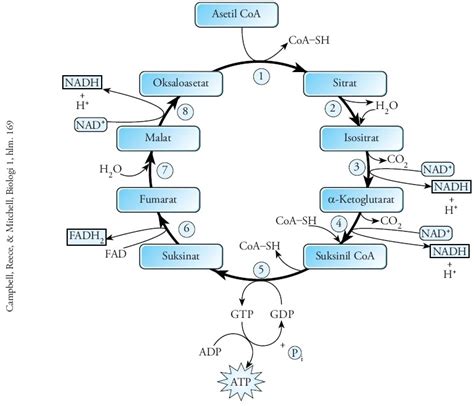 Pengertian Siklus Krebs Siklus Asam Sitrat Dan Tahapan Tahapannya