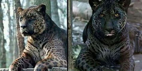Hybrid Animals 17 Epic Hybrid Animals With Pics