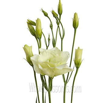 A wide variety of online flowers bulk options are available to you. Order Bulk Lisianthus Flower for Sale Online | Whole Blossoms