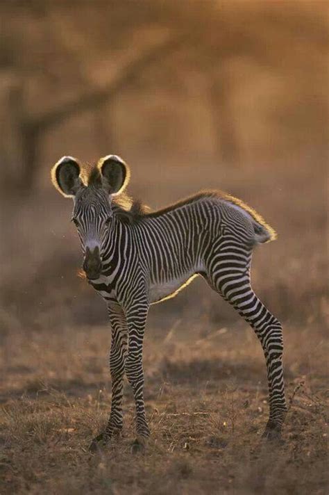 Cute Baby Zebra Animal Kingdom Pinterest