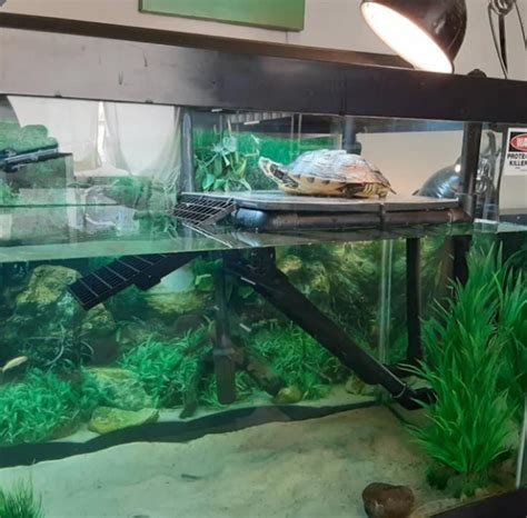 Premium Hanging Side Saddle Aquarium Safe Turtle Basking Platform Hangs