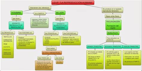 Aparato Reproductor Femenino Mapa Conceptual Demi Mapa