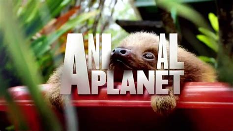 Animal Planet Hd Uk Continuity 1st April 2014 Youtube