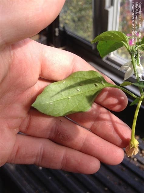Beginner Gardening White Fly Bugs On My Indoor Pepper Plant 1 By