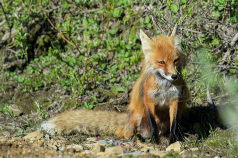 Red Fox In Denali National Park Interior Alaska Spring Stock Photo