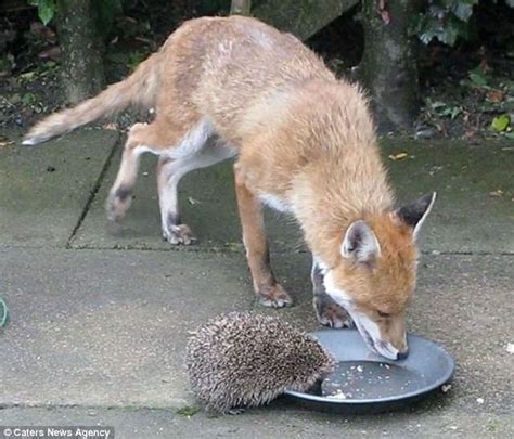 Apparently The Conversation Was A Little Prickly Fox And Hedgehog