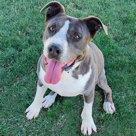 Dog for adoption - Stormer, a Pit Bull Terrier Mix in Clovis, CA
