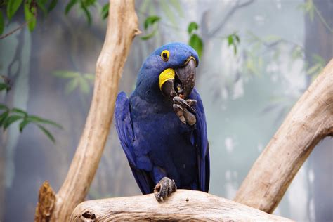 Animalsbirdhyacinthmacaw029 Hyacinth Macaw Anodorhync Flickr