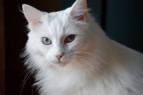 22 White Cat Breeds Complete List With Info And Pictures Pet Keen