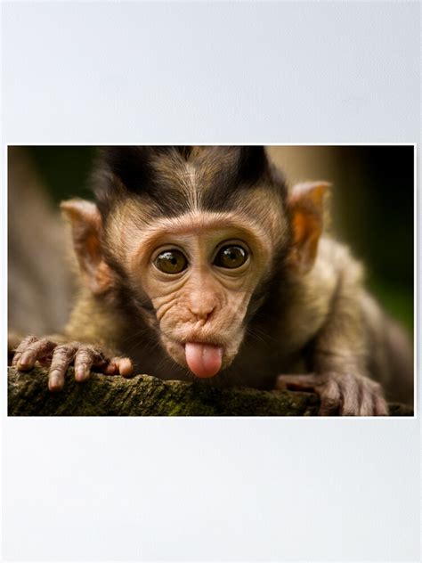 Rude Monkey Sticking Out Tongue Poster By Liefranky Redbubble